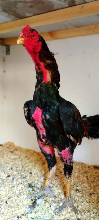 Туляк 1.5 года прямой с Узбекистана