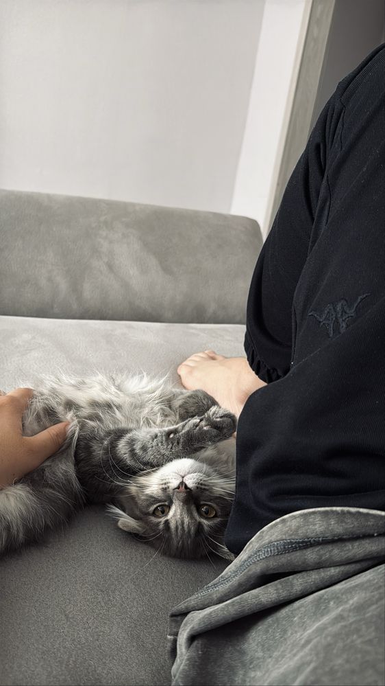 Кот вислоухий шотландский