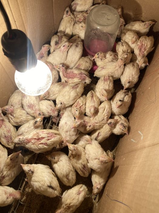 Белый гигант бедана, перепелка белый