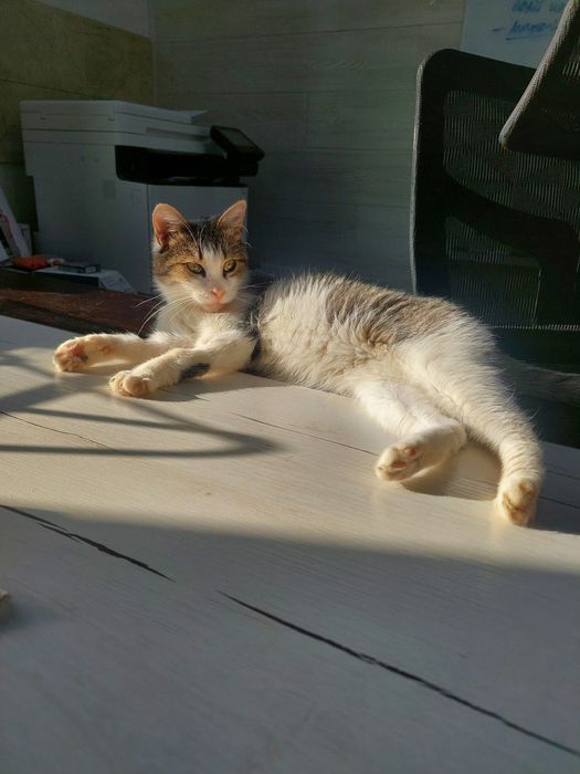 Котенок девочка ласковая