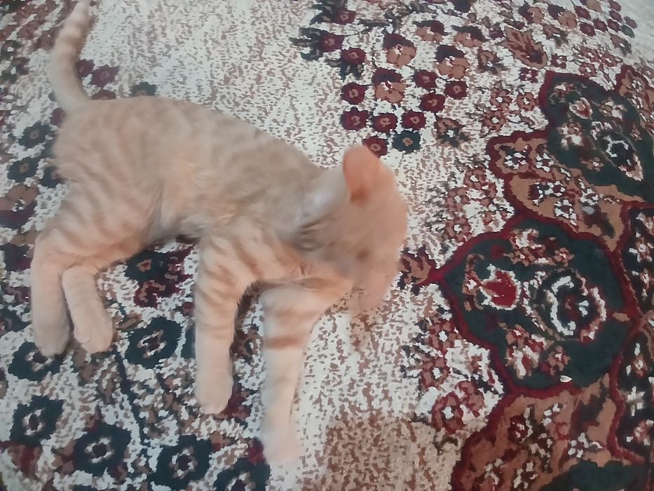 Mushuk ogil bola top toza