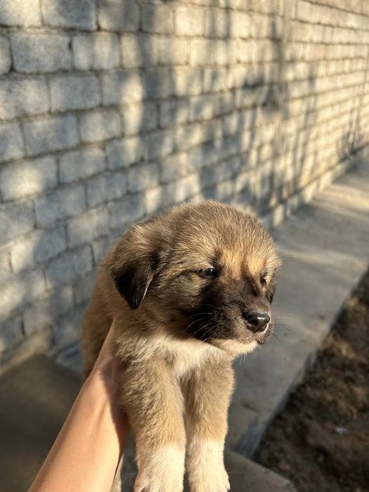 Маленькие щенята бесплатно!!