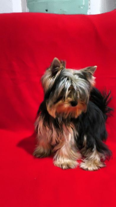 Щенки Йоркширского Терьера!