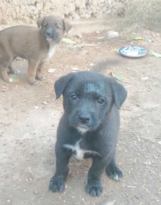 Щенки, 2 месяца. Фергана, Киргили. В добрые руки. Бесплатно