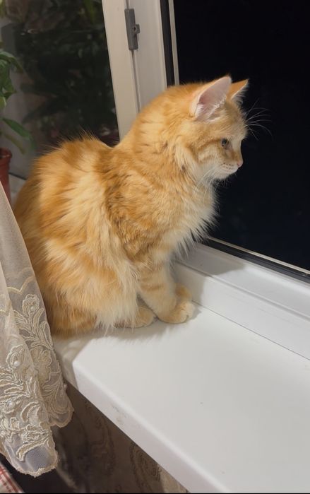 Пристраиваются котята