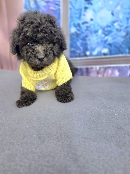 Резервирани!Пудел той сиви с документ за произход