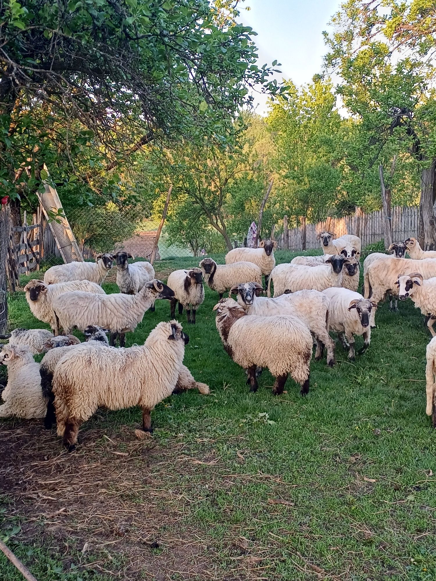 Vând miei pentru Paște