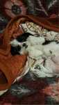 Titlu: Ședințe foto animale de companie – Roman