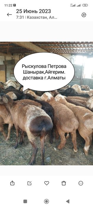 Бараны барашки токтушки