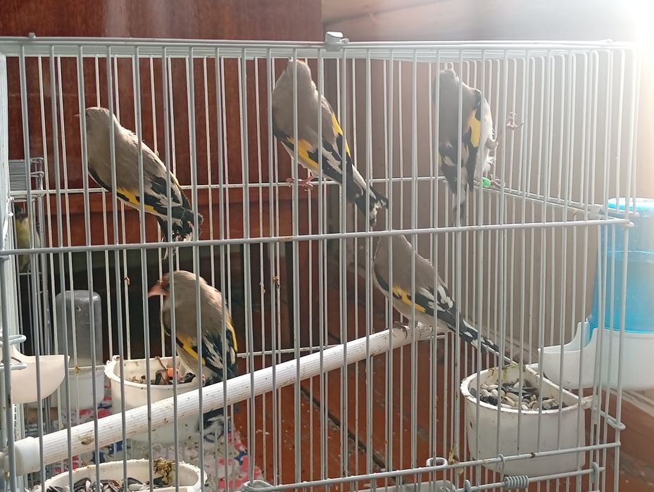 Sa'va norchi sotiladi!