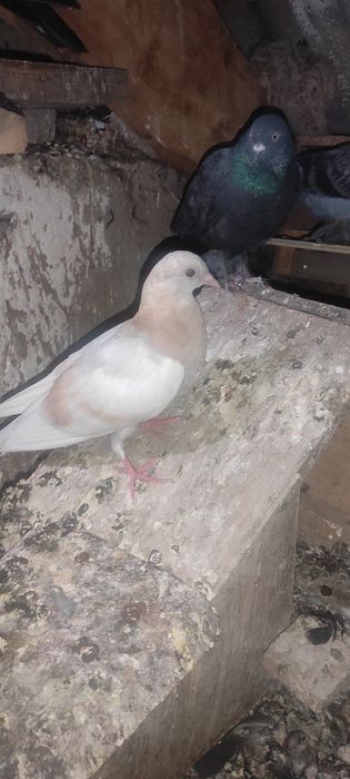 Голуби в продаже имеются