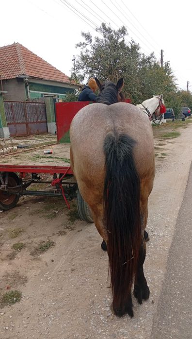 Vând mânză de un an jumate am pus odată hamu pe ia merge bine liniștit