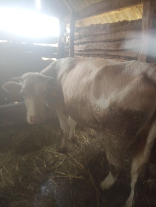 De vânzare trei vaci