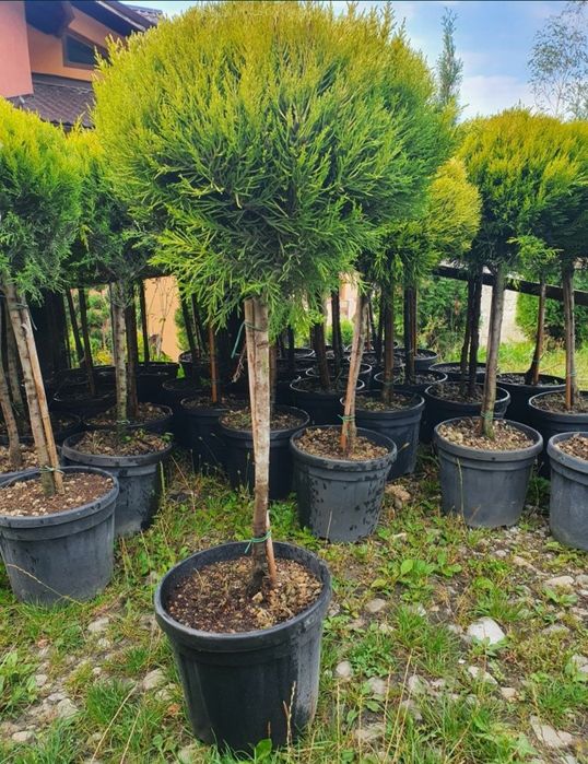 Plante ornamentale. tuia piramidali crescuți și aclimatizati in pepeni