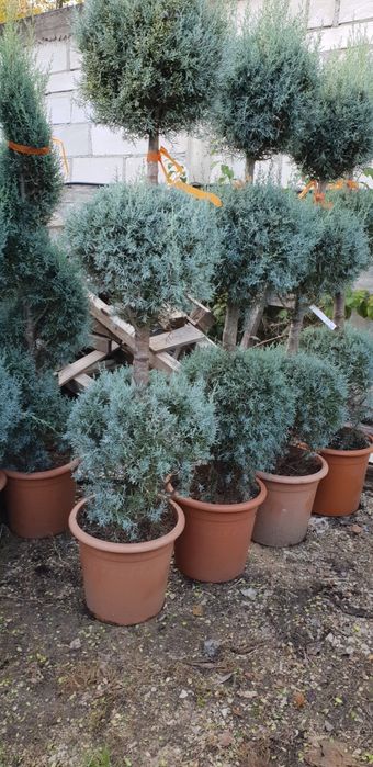 Pon pon spirală de mai multe specii