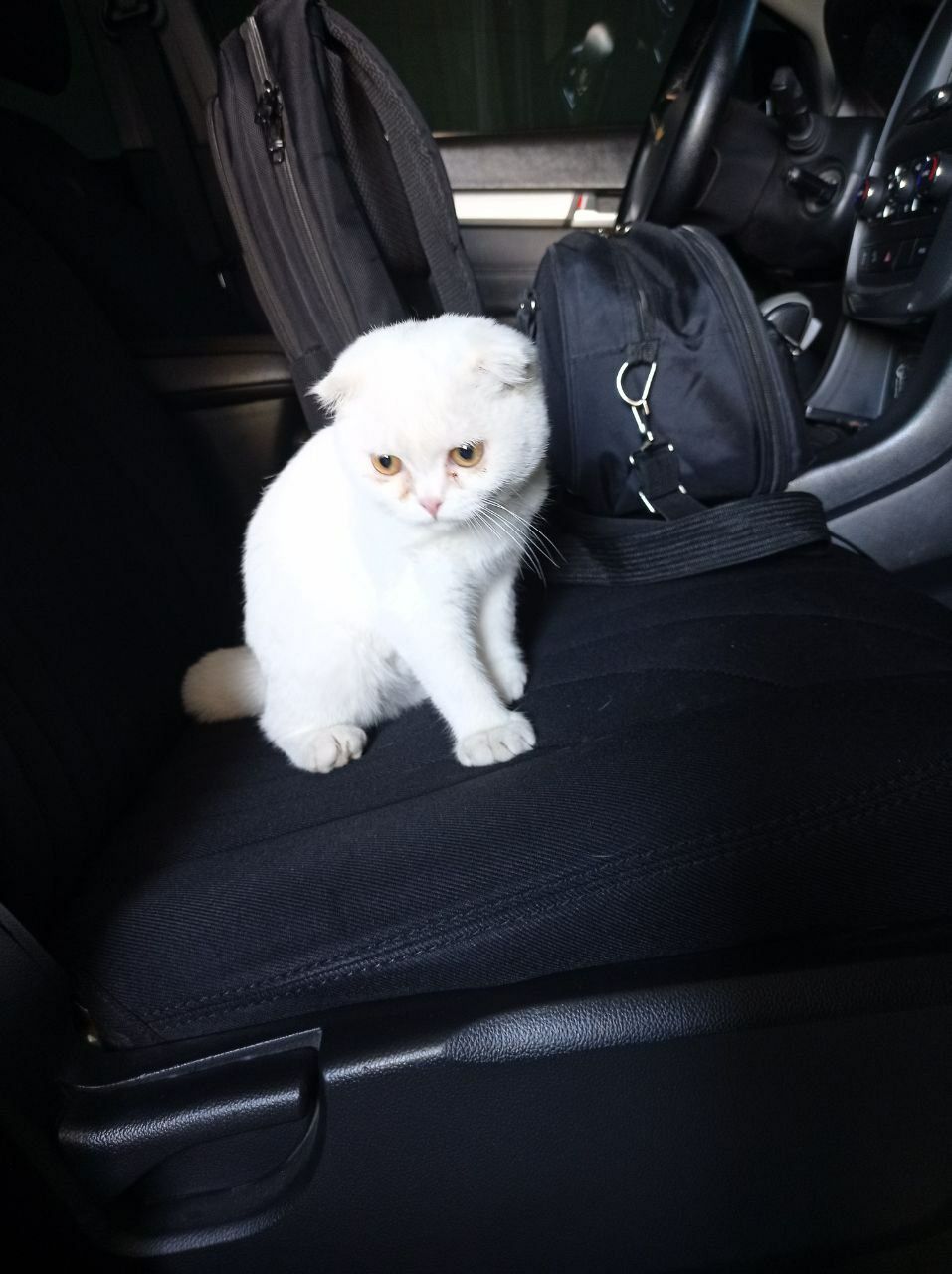 Продается кошка девочка