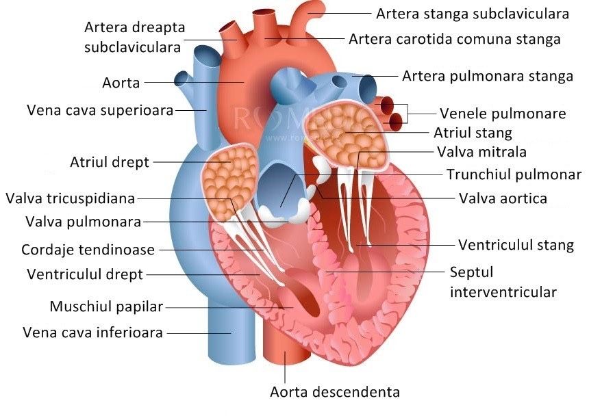 Meditatii admitere medicina(preț accesibil)- Barron's