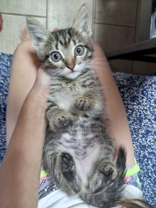 подарю прекрасных подрощенных котят