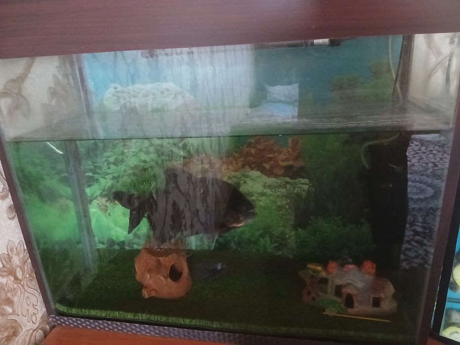 Пирани  Хишник...