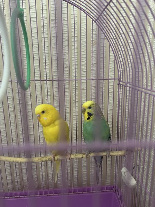 Продам волнистых попугаев
