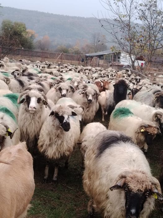 Vind 30 de oi tinere 600 lei