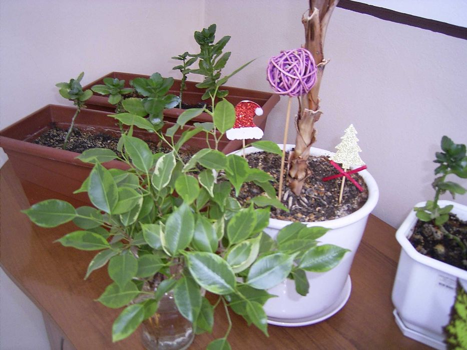 фотоапарат Ricoh Caplio RR30