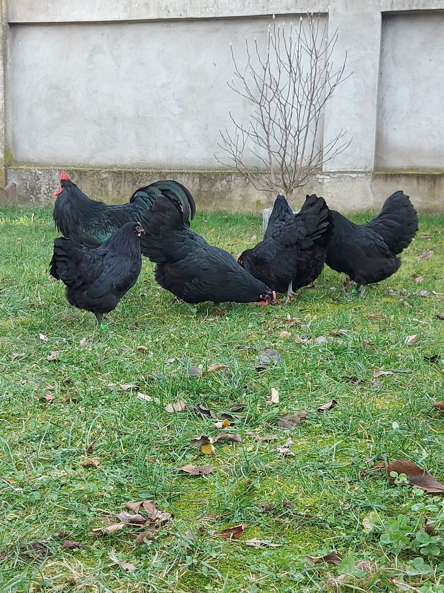 Oua australorp negru