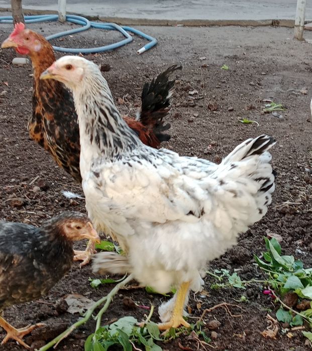 Хуроз Петух сотилади