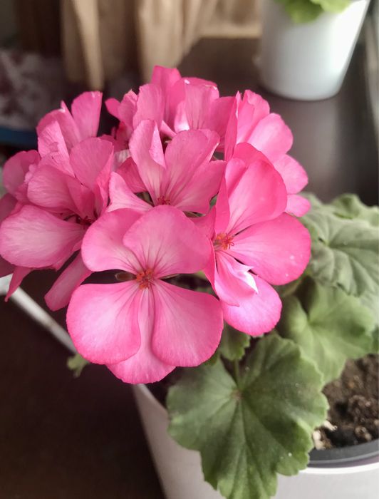 Продам герань , разная