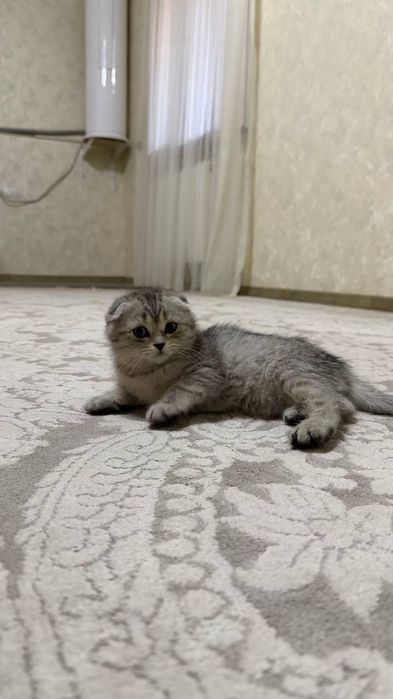 Кошку продам 150$ 200$