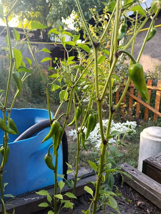 Продам соевую пасту ( твенджан,тяй).