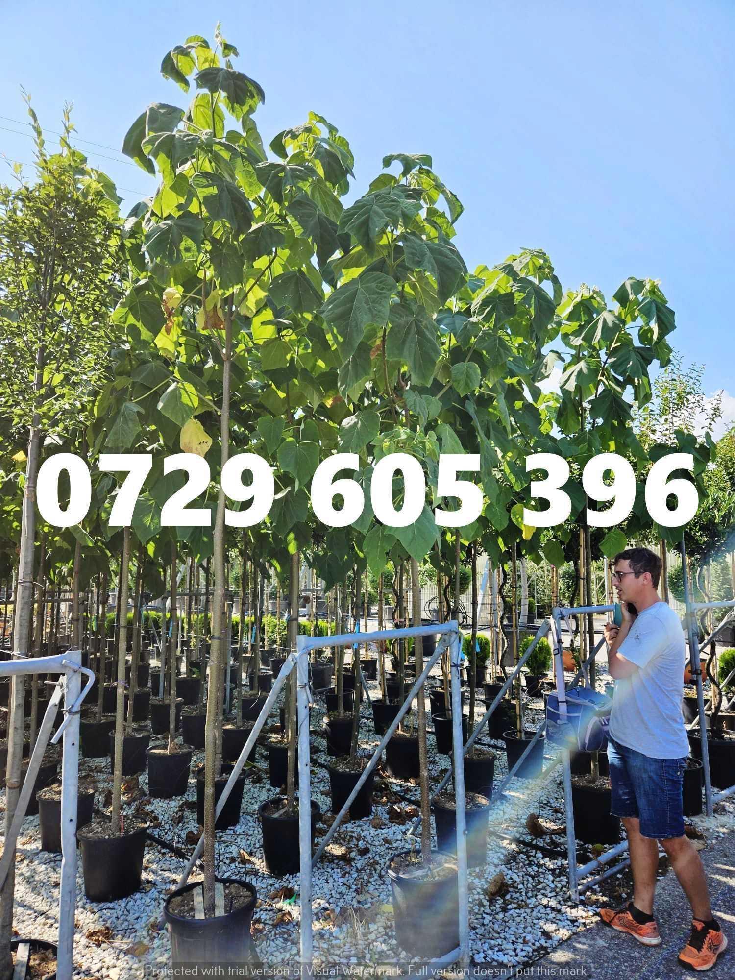 Soluția perfectă pentru grădina ta – plante ornamentale premium