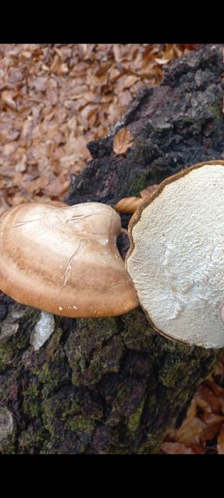 Piptoporus betulinis , ciuperca medicinala