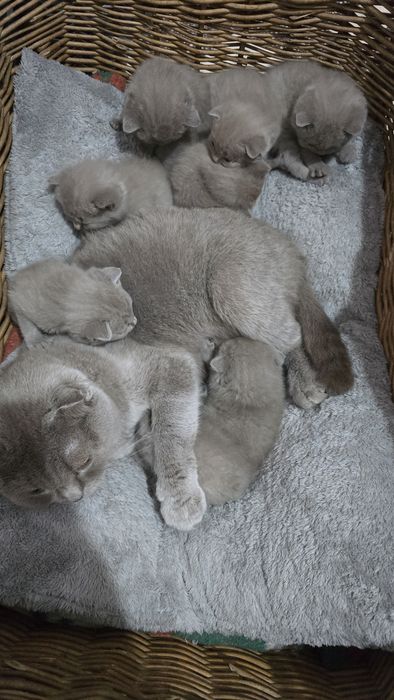 Pisici british shorthaire și scotish fold