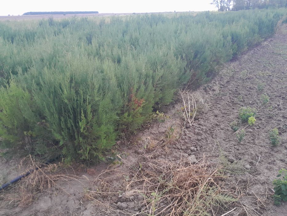 Tuia ca gard viu sau arbori ornamentali