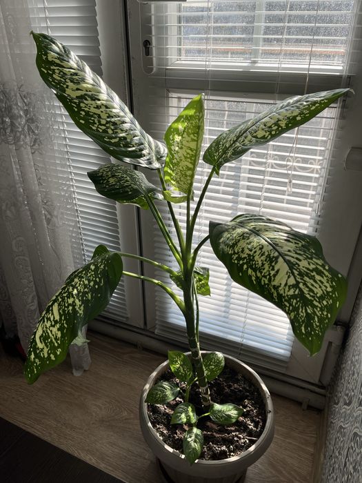 Две диффенбахии!