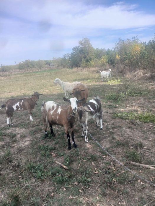Vand 5 capre si un țap