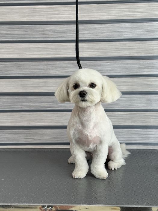 Груминг салон для собак и кошек