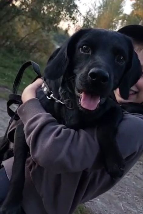 Отдам щенка метис спаниеля