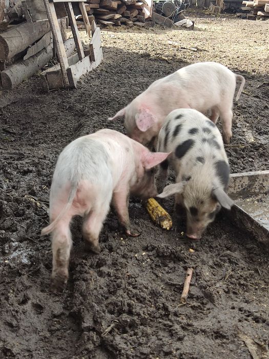 Продам поросят возраст 2 месяца