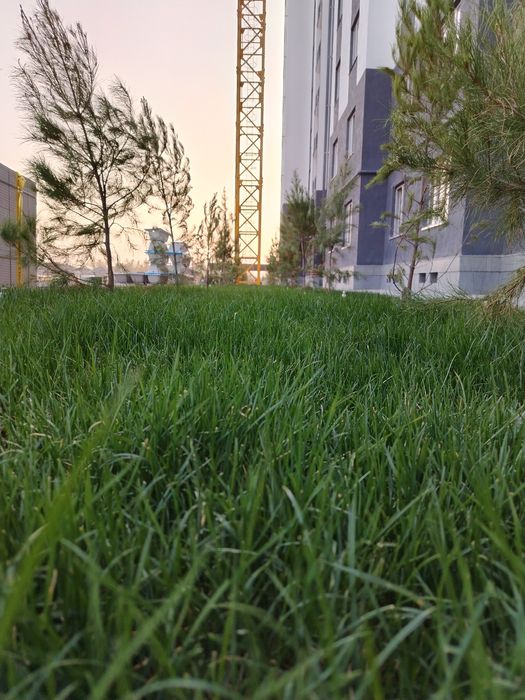Sifatli Gazon. Narxlar optom shaxar bo'ylab