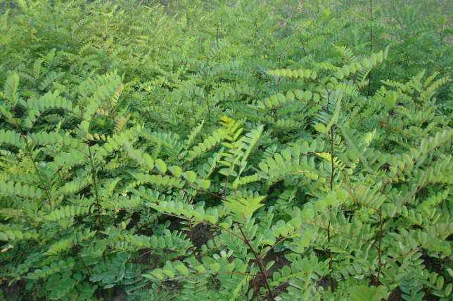 Salcam robinia si salcam comun