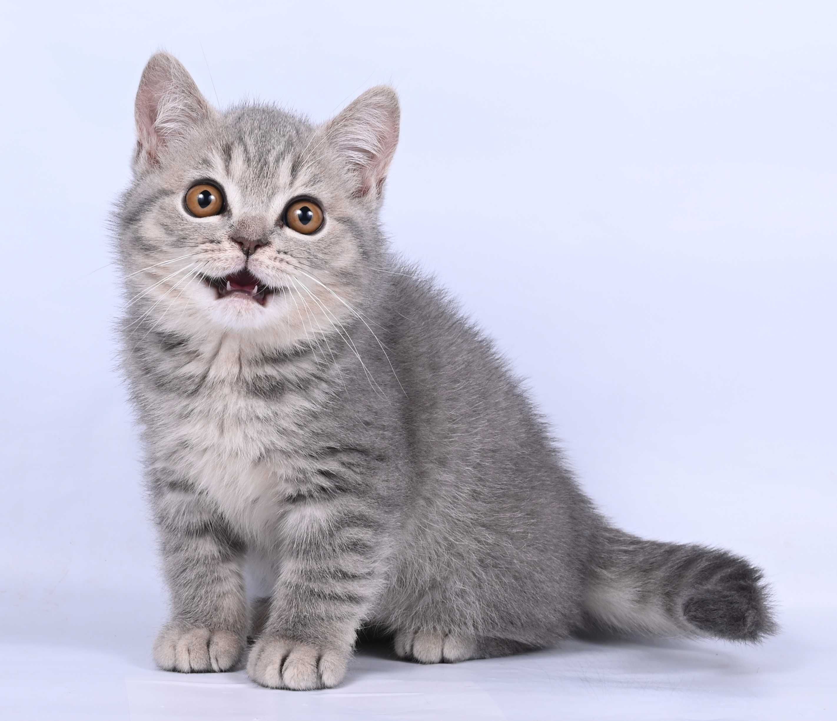 Pisicui British Shorthair