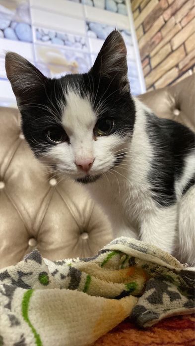 Отдам кошку в хорошие руки