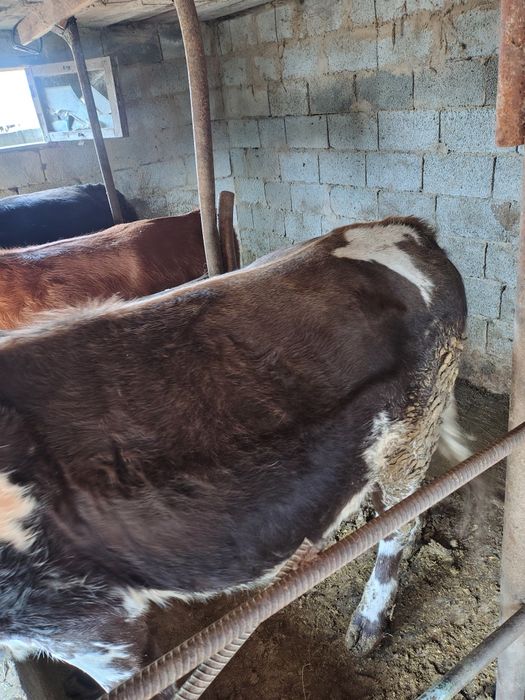 Сиыр Сатылады тайынша семіз