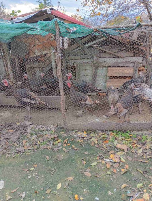 Продавам  домашни пуйки