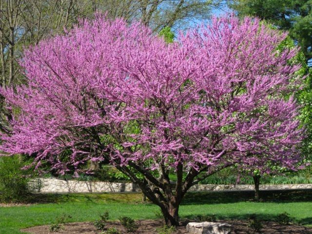 Cercis Oklahoma ..