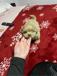 Maltipoo Mini Toy