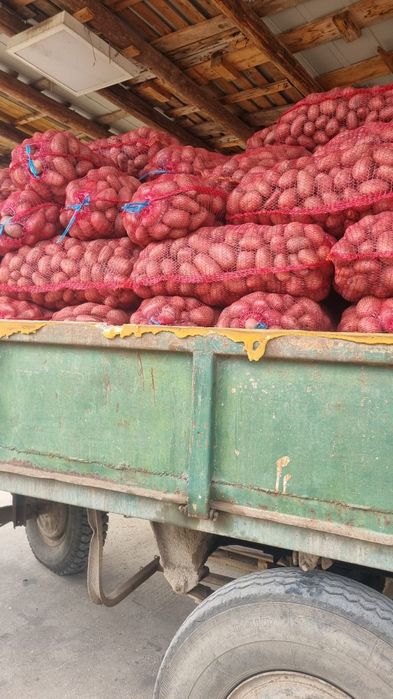 Cartofi consum rosii