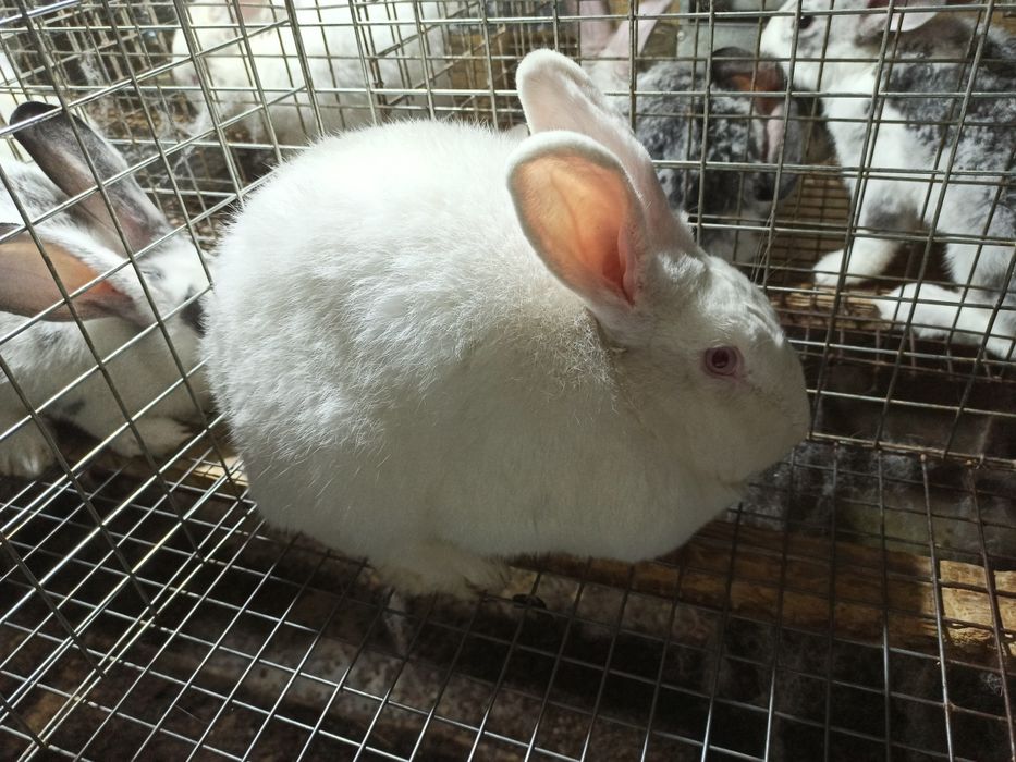 Assalomu alaykum Yangi Zelandiya va Kaliforniya zotli quyonlar sotilad